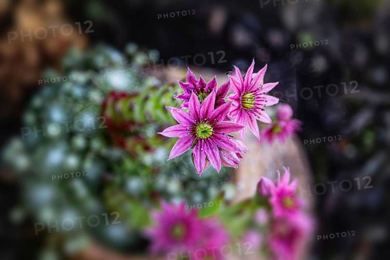 Close-up of pink Sempervivum flowers in a natural environment, Siegen
