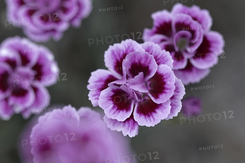 Macro shot of delicate pink carnation blossoms (Pink Kisses) with blurred background, Siegen