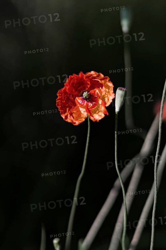Red poppy (Papaver rhoeas) in front of a blurred dark background, emphasising filigree stems and bright flower, Nettetal