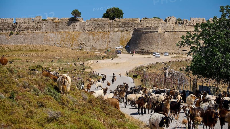 Herd of goats moving along a narrow path in front of a massive fortress wall, Antimacheia, Medieval Fortress, St John's Fortress, Antimachia, Kos, Dodecanese, Greek Islands, Greece