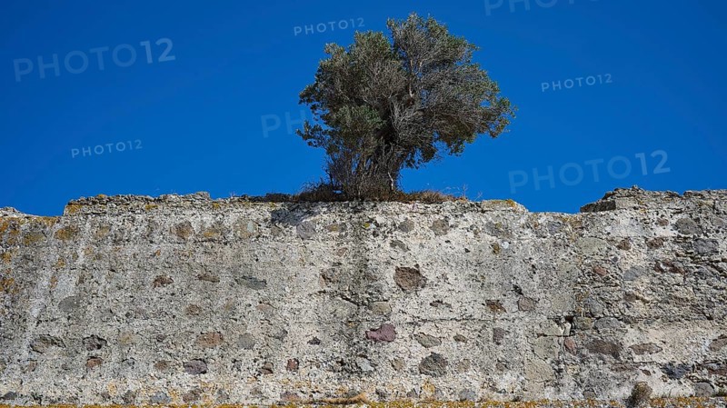 Tree protruding from an ancient stone wall, Antimacheia, Medieval fortress, St John's fortress, Antimachia, Kos, Dodecanese, Greek Islands, Greece