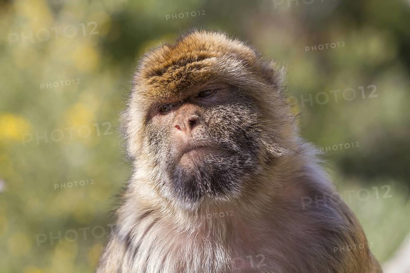 Barbary macaque (Macaca sylvanus), also called Magot, Gibraltar