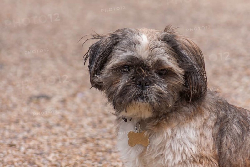 A Shih Tzu sits on a stony ground and looks ahead, Brittany, France