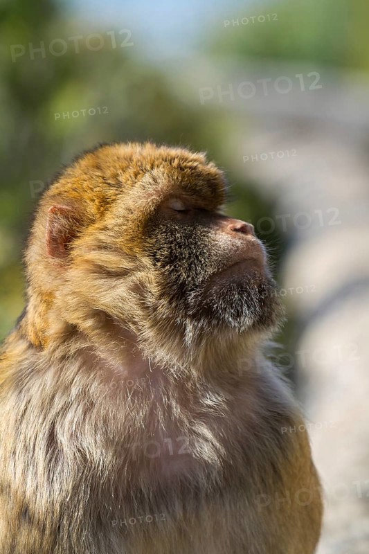 Barbary macaque (Macaca sylvanus), also called Magot, Gibraltar