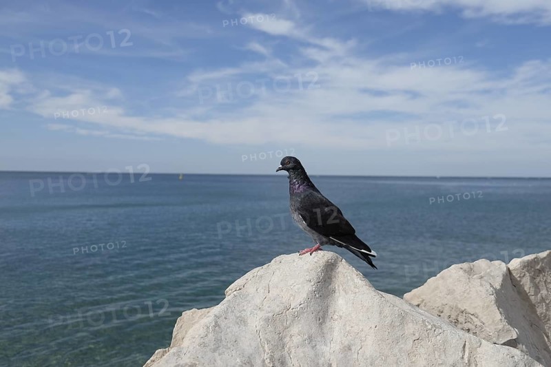 Pigeons (Columbidae) sitting on a rock by the sea, Slovenia