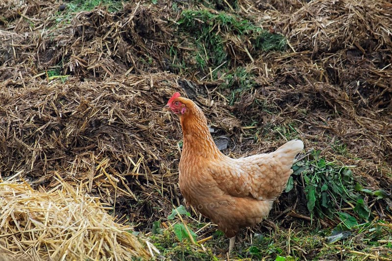 Domestic fowl (Gallus gallus domesticus) on a dung heap, North Rhine-Westphalia, Germany