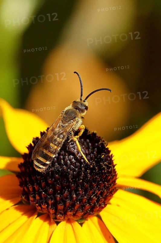 Yellow-banded furrow bee (Halictus scabiosae), on yellow coneflower (Echinacea paradoxa), Wilnsdorf, North Rhine-Westphalia, Germany