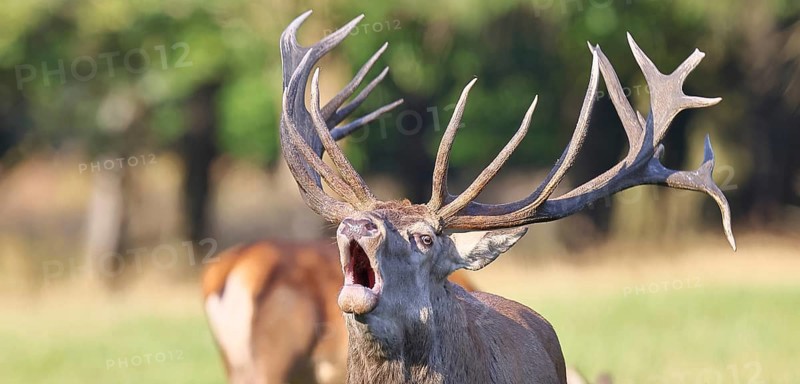 Red deer (Cervus elaphus) during the rutting season, a capital stag roaring in a forest clearing, animal portrait, wildlife, Sauerland, North Rhine-Westphalia, Germany