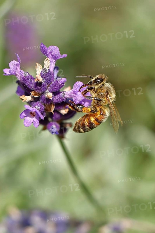 Honey bee (Apis mellifera) on a lavender flower (Lavandula angustifolia), macro photograph, Wilnsdorf, North Rhine-Westphalia, Germany