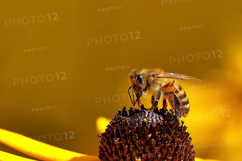 European honey bee (Apis mellifera), collecting nectar from a yellow coneflower (Echinacea paradoxa), Wilnsdorf, North Rhine-Westphalia, Germany