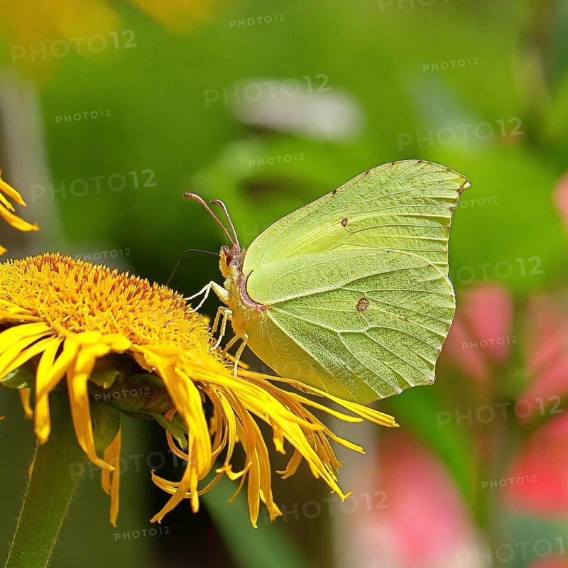 Lemon butterfly (Gonepteryx rhamny) on a yellow flower of a Great Telekie (Telekia speciosa), macro photograph, Wilnsdorf, North Rhine-Westphalia, Germany