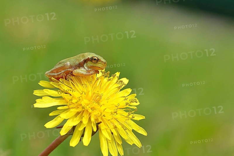 European tree frog (Hyla arborea) sitting on a yellow dandelion flower (Taráxacum), close-up, Lake Neusiedl National Park, Burgenland, Austria