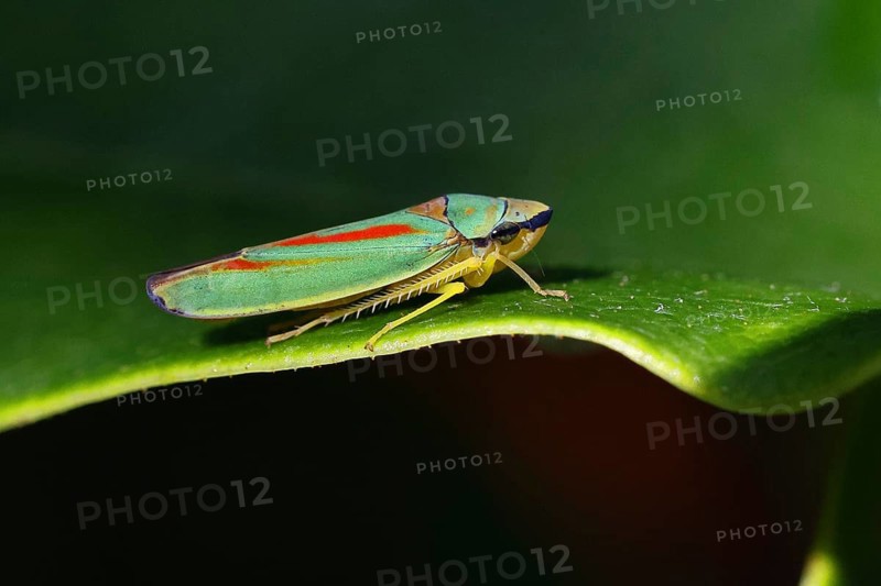 Rhododendron cicada (Graphocephala fennahi) sitting on a leaf of a rhododendron (Rhododendron), close-up, Wilnsdorf, North Rhine-Westphalia, Germany