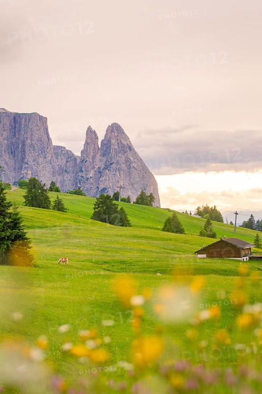 Idyllic green meadows with flora in front of impressive mountain scenery and a wooden hut, Alpe di Siusi, South Tyrol, Dolomites, Italy