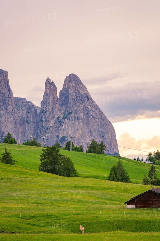 Single hut in front of dramatic mountains and dense greenery in the evening light, Alpe di Siusi, South Tyrol, Dolomites, Italy