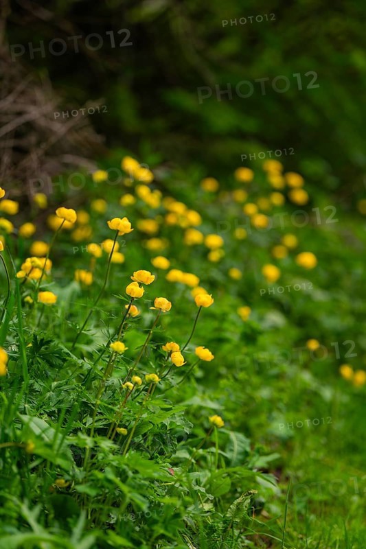 Small yellow flowers under green leaves along a slope, Alpe di Siusi, South Tyrol, Dolomites, Italy