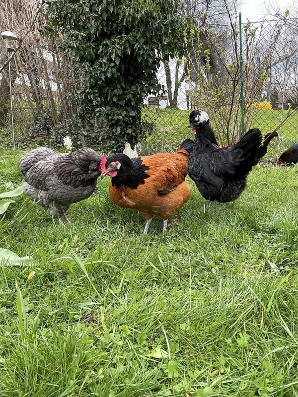 3 free-range chickens
