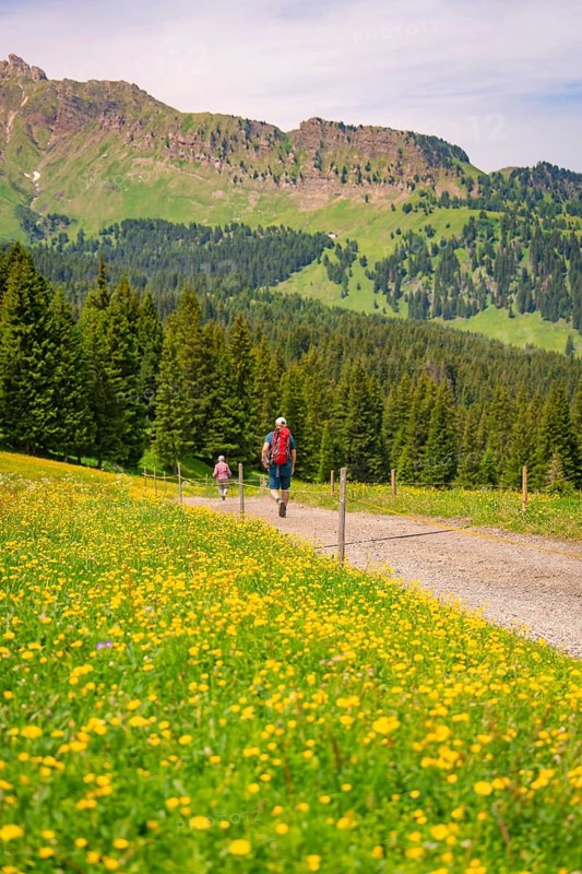 Hikers walking on a path next to flowering meadows with mountain views, Alpe di Siusi, South Tyrol, Dolomites, Italy