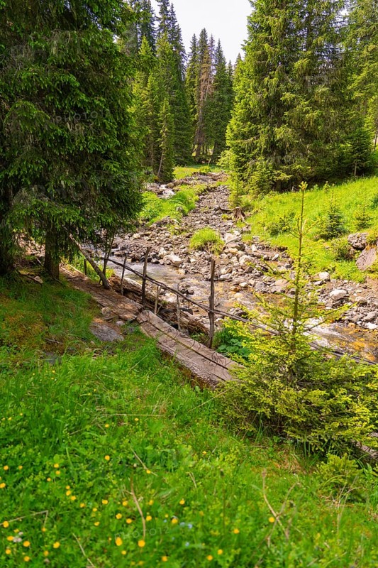 Small stream flows through a green forest landscape, surrounded by dense fir trees, Alpe di Siusi, South Tyrol, Dolomites, Italy