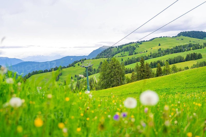 Wide meadow landscape with flowers, mountains and sky with clouds in the background, Alpe di Siusi, South Tyrol, Dolomites, Italy