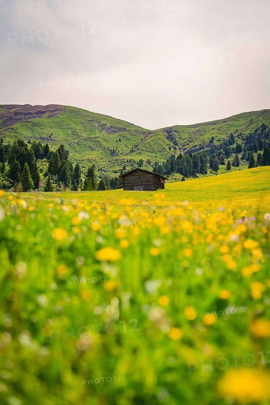 Hut surrounded by flowering meadows with green hills in sunny weather, Alpe di Siusi, South Tyrol, Dolomites, Italy