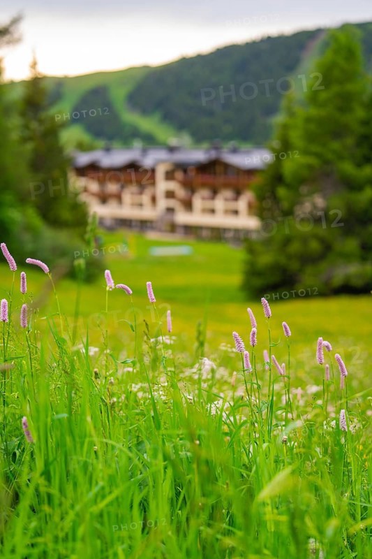 Foreground with flowers and blurred background of a building in a green environment, Alpe di Siusi, South Tyrol, Dolomites, Italy