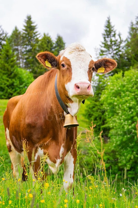 Portrait of a cow with a bell on a flowering meadow in a natural setting, Alpe di Siusi, South Tyrol, Dolomites, Italy
