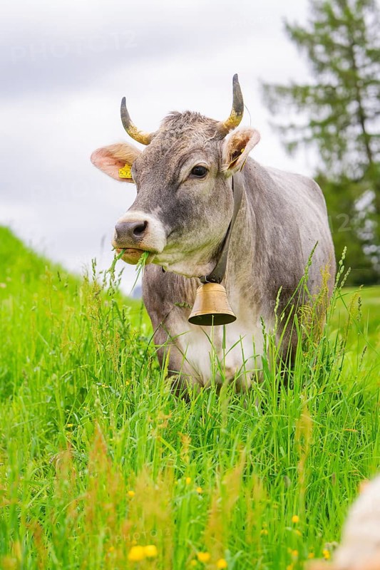 Grey cow with bell in a meadow in a green, natural environment, Alpe di Siusi, South Tyrol, Dolomites, Italy