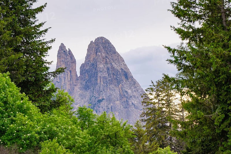 Rocky mountains above a green forest, in a peaceful landscape, Alpe di Siusi, South Tyrol, Dolomites, Italy