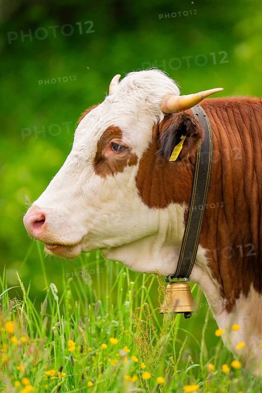 Close-up of a spotted cow with bell on green pasture, Alpe di Siusi, South Tyrol, Dolomites, Italy