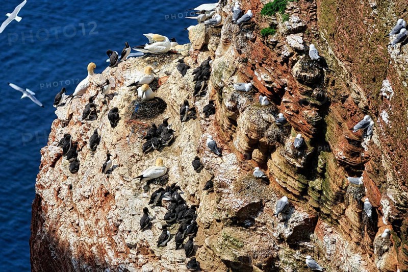 Northern gannets (Morus bassanus) and common guillemots (uria aalge) on bird cliffs, steep coast, Heligoland Island, Schleswig-Holstein, Germany