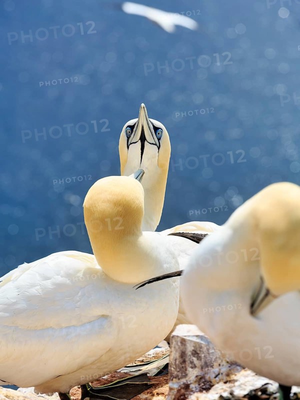Northern gannet (Morus bassanus) on bird cliffs, pair courtship display, Helgoland Island, Schleswig-Holstein, Germany