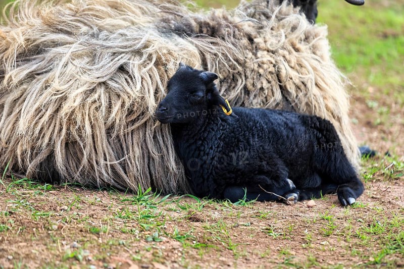 Black sheep, lamb with dam, Helgoland, Schleswig-Holstein, Germany
