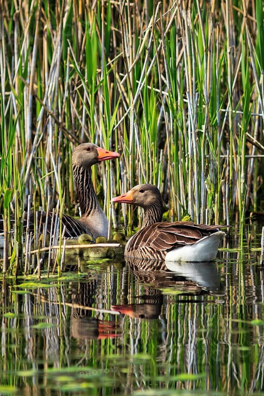 Two greylag geese (Anser anser), swimming on a pond, reed grass, Insel Düne, Heligoland, Schleswig-Holstein, Germany