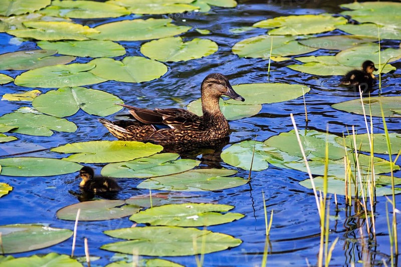 Mallard duck with chicks, swimming on a pond, lily pads, Dune Island, Heligoland, Schleswig-Holstein, Germany