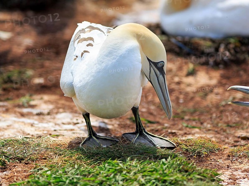 Gannet (Morus bassanus) on bird cliffs, fight, dispute, Heligoland Island, Schleswig-Holstein, Germany