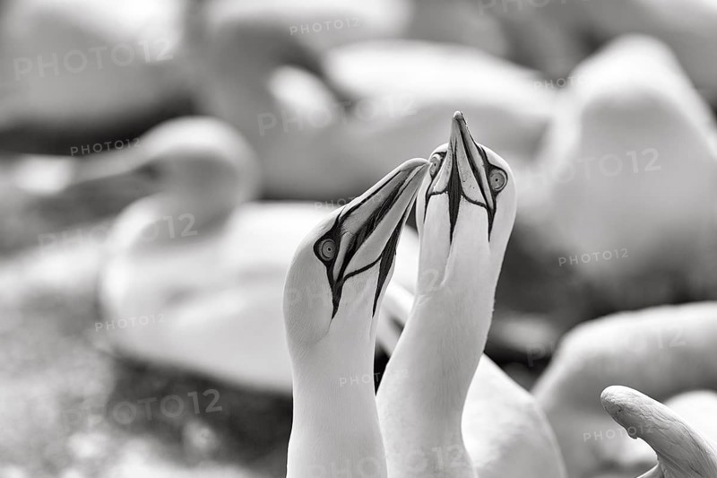 Gannet (Morus bassanus) on bird cliffs, pair courtship display, monochrome, Helgoland Island, Schleswig-Holstein, Germany