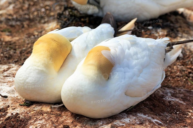 Two gannets (Morus bassanus) sleeping side by side, bird cliffs, Helgoland Island, Schleswig-Holstein, Germany