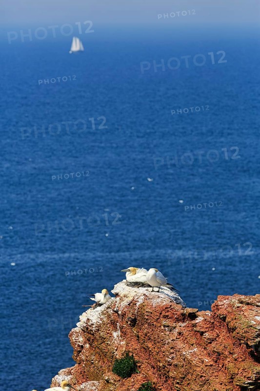 Gannet (Morus bassanus) on bird cliffs, steep coast, sailing boat on the horizon, offshore island of Heligoland, Schleswig-Holstein, Germany
