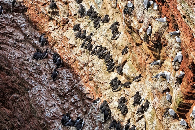 Gulls and guillemots (uria aalge) on bird cliffs, steep coast, Heligoland Island, Schleswig-Holstein, Germany