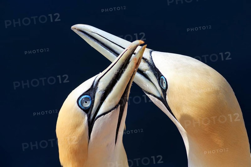 Northern gannet (Morus bassanus) on bird cliffs, pair mating, close-up against blue background, Helgoland Island, Schleswig-Holstein, Germany