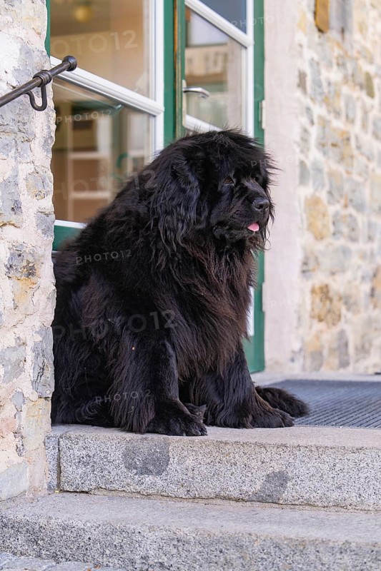 A large black dog sits in front of a door on a stone staircase, Pragser Wildsee, South Tyrol, Dolomites, Italy