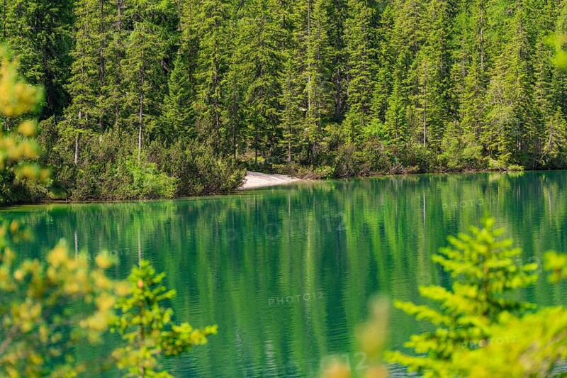 Green forest with a lake, reflection of the trees in the calm water, Pragser Wildsee, South Tyrol, Dolomites, Italy