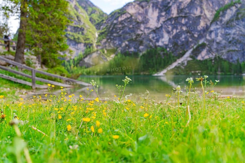 Flower meadow in the foreground with a lake and mountains in the background, Pragser Wildsee, South Tyrol, Dolomites, Italy