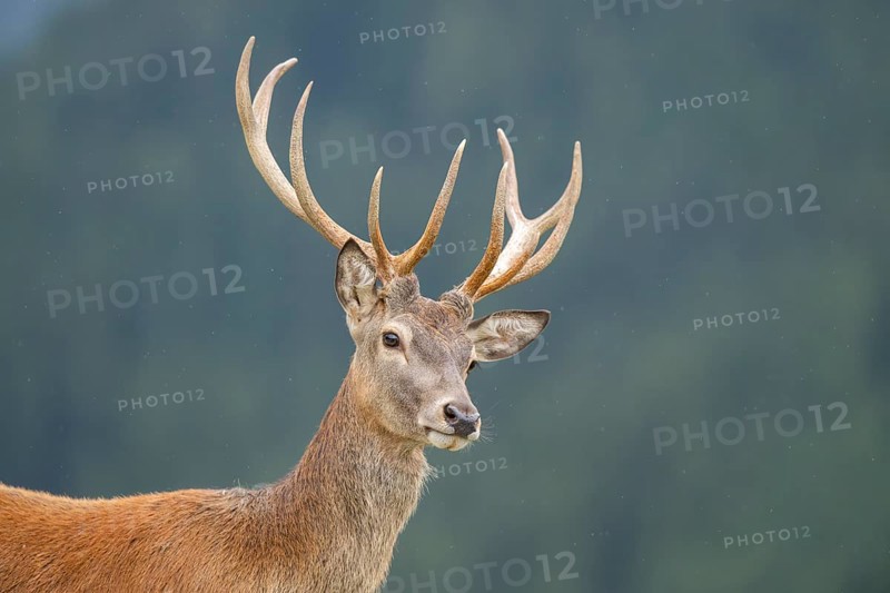 Red deer (Cervus elaphus) stag, portrait, tirol, Kitzbühel, Wildpark Aurach, Austria