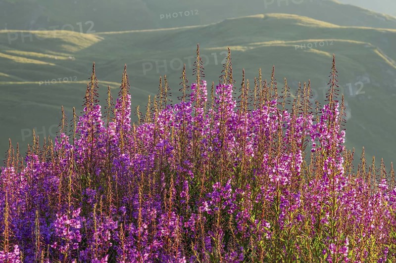 Fireweed (Chamaenerion angustifolium) blooming at sunrise in the Mountains at Hochalpenstraße, view from Fuscher Lacke, Pinzgau, Salzburg, Austria
