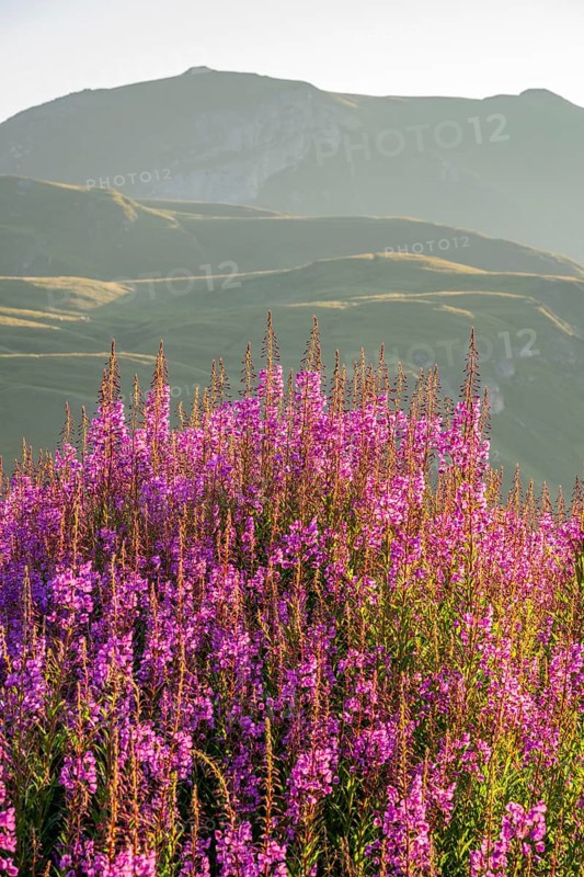 Fireweed (Chamaenerion angustifolium) blooming at sunrise in the Mountains at Hochalpenstraße, view from Fuscher Lacke, Pinzgau, Salzburg, Austria