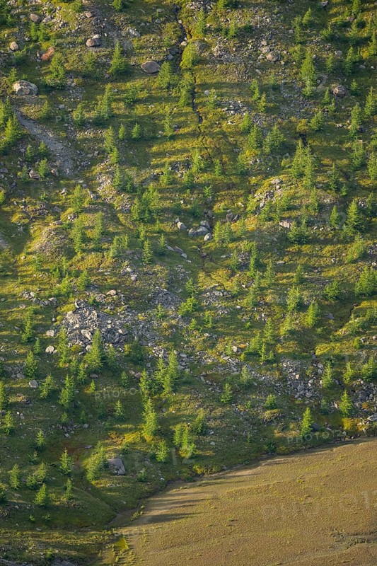 Close-up of trees growing next to Pasterze Hochalpengletscher, Hochalpenstraße, Pinzgau, Salzburg, Austria