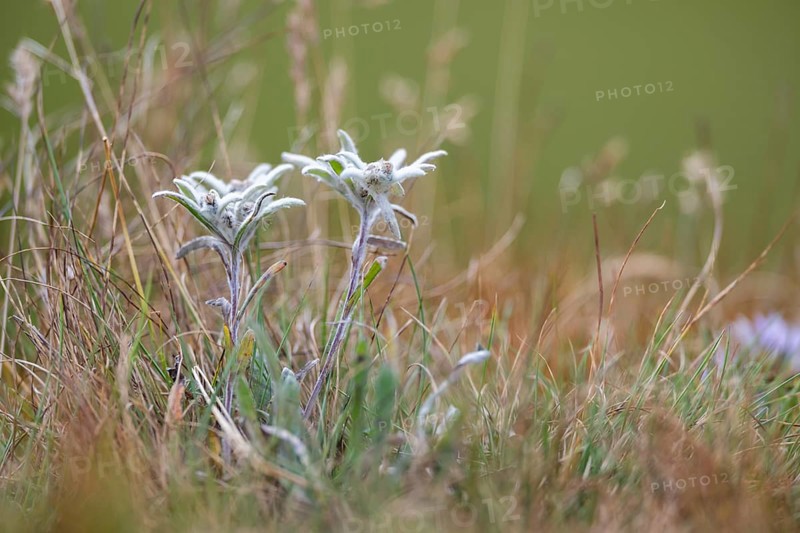 Edelweiss (Leontopodium nivale) growing in the mountains at Hochalpenstraße, Pinzgau, Salzburg, Austria