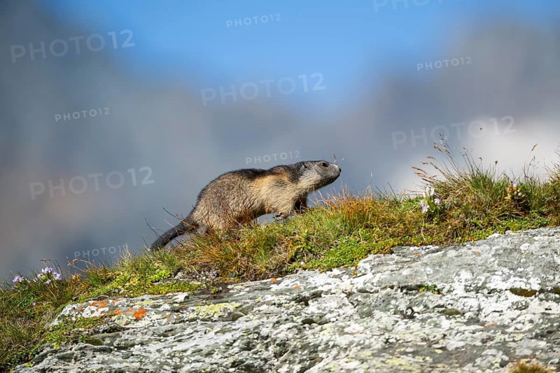 Alpine marmot (Marmota marmota) youngster in autumn, Grossglockner, High Tauern National Park, Austria